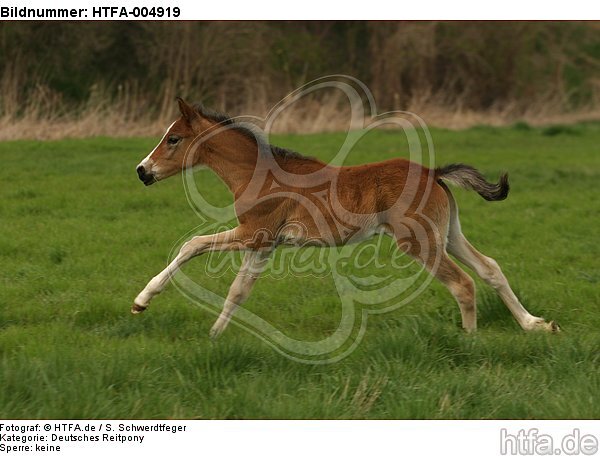 Deutsches Reitpony / pony / HTFA-004919