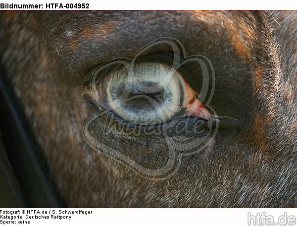 Deutsches Reitpony Auge / pony eye / HTFA-004952
