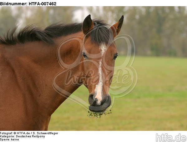 Deutsches Reitpony / pony / HTFA-007462