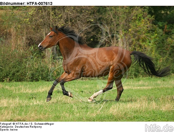 Deutsches Reitpony / pony / HTFA-007613