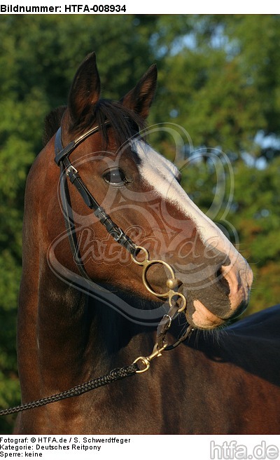 Deutsches Reitpony Portrait / pony portrait / HTFA-008934