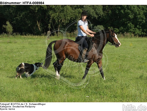 Frau mit Deutschem Reitpony auf einem Ausritt begleitet von Border Collie / woman rides pony accompanied by a border collie / HTFA-008984