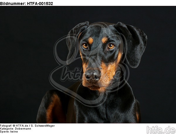 Dobermann / doberman pinscher / HTFA-001532