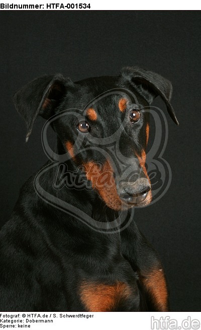 Dobermann / doberman pinscher / HTFA-001534