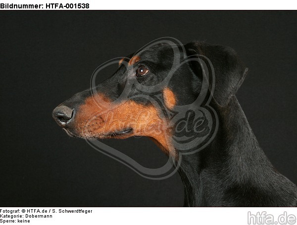 Dobermann / doberman pinscher / HTFA-001538