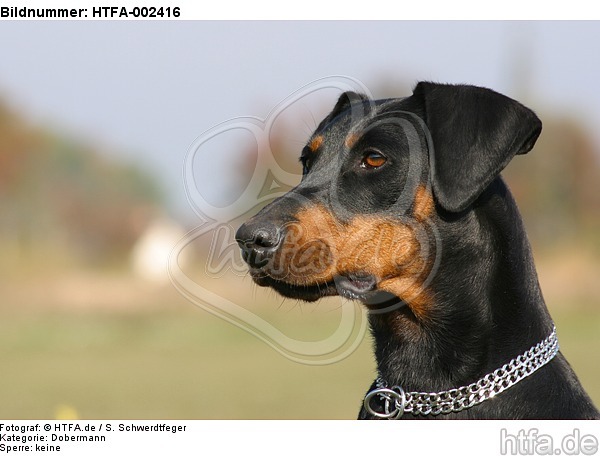 Dobermann / doberman pinscher / HTFA-002416