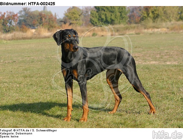 Dobermann / doberman pinscher / HTFA-002425