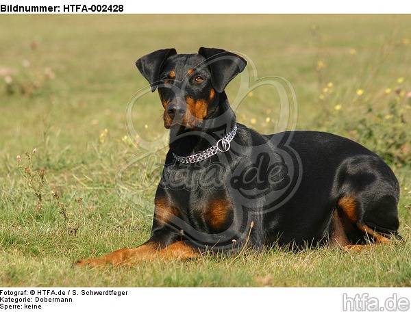 Dobermann / doberman pinscher / HTFA-002428