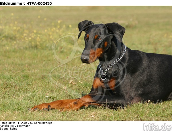 Dobermann / doberman pinscher / HTFA-002430