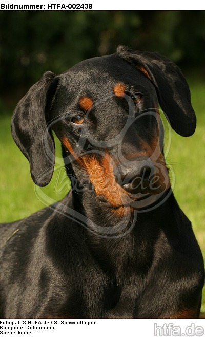 Dobermann / doberman pinscher / HTFA-002438