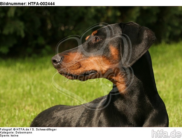 Dobermann / doberman pinscher / HTFA-002444