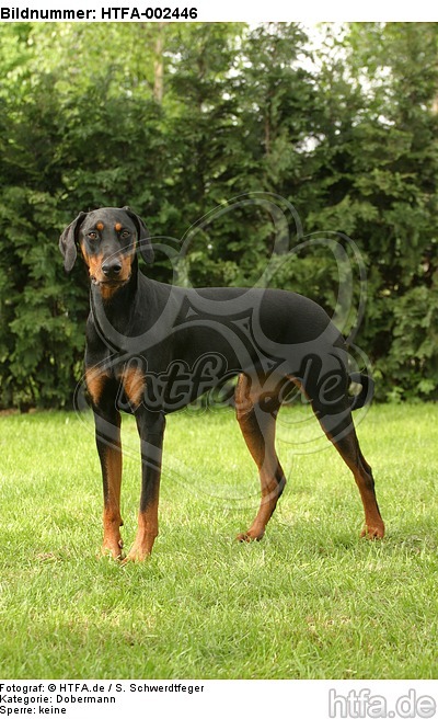 Dobermann / doberman pinscher / HTFA-002446