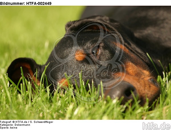 Dobermann / doberman pinscher / HTFA-002449