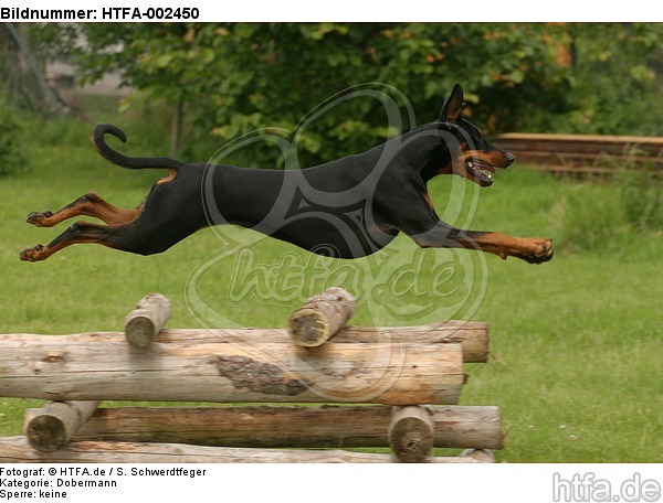 Dobermann / doberman pinscher / HTFA-002450