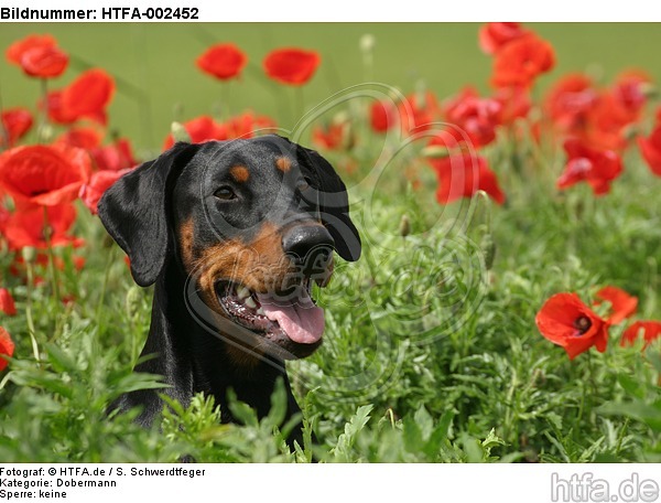 Dobermann / doberman pinscher / HTFA-002452