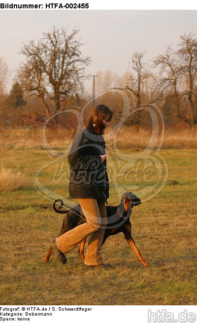 Dobermann / doberman pinscher / HTFA-002455