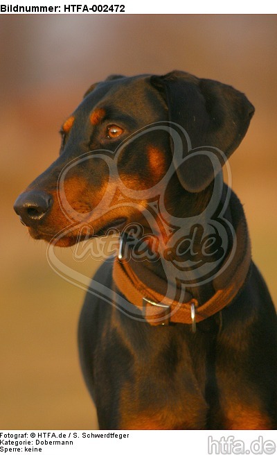 Dobermann / doberman pinscher / HTFA-002472