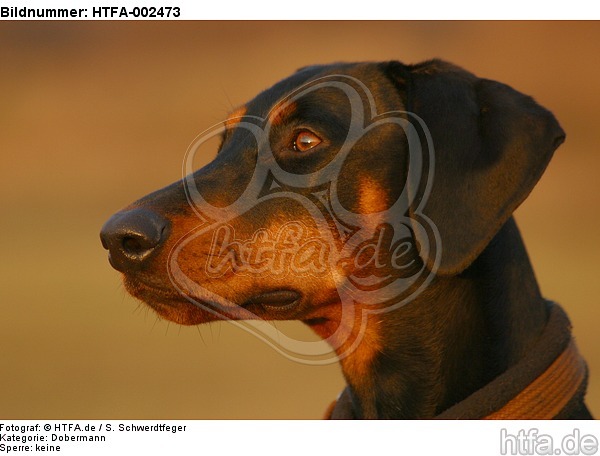 Dobermann / doberman pinscher / HTFA-002473