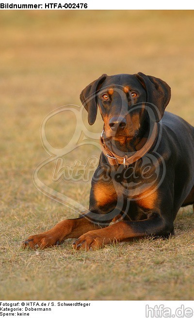 Dobermann / doberman pinscher / HTFA-002476