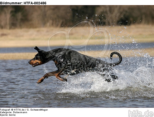 Dobermann / doberman pinscher / HTFA-002486