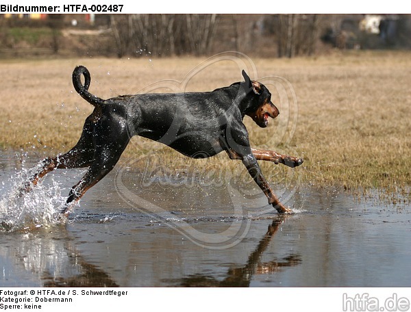 Dobermann / doberman pinscher / HTFA-002487