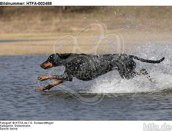 Dobermann / doberman pinscher / HTFA-002488