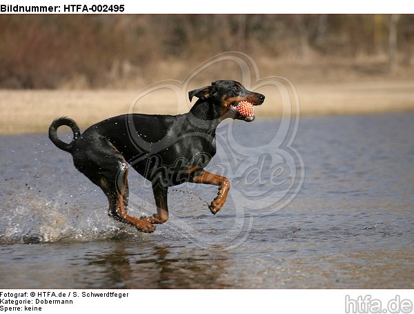 Dobermann / doberman pinscher / HTFA-002495