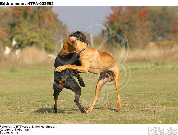 Dobermann und Rhodesian Ridgeback / Doberman Pinscher and Rhodesian Ridgeback / HTFA-003582