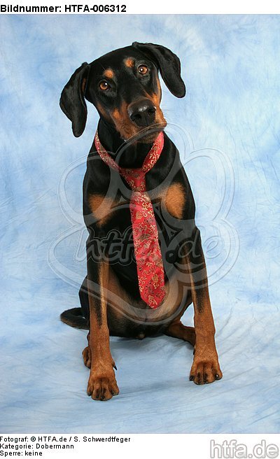 Dobermann / doberman pinscher / HTFA-006312