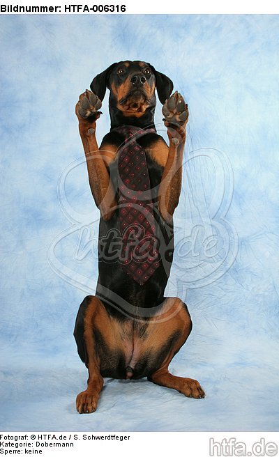 Dobermann / doberman pinscher / HTFA-006316