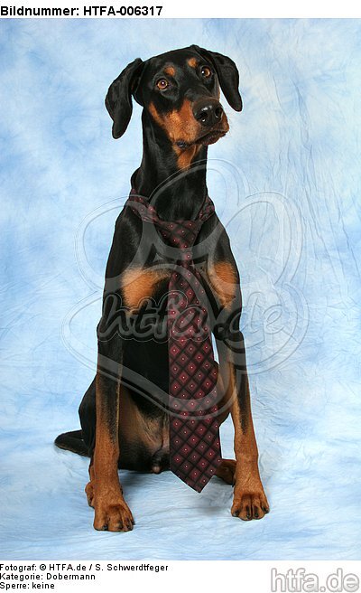 Dobermann / doberman pinscher / HTFA-006317