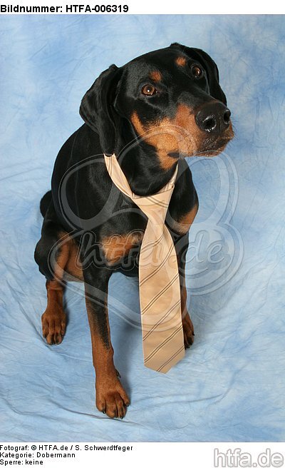 Dobermann / doberman pinscher / HTFA-006319