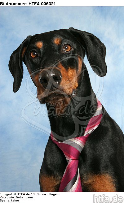 Dobermann / doberman pinscher / HTFA-006321