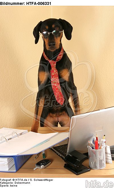 Dobermann / doberman pinscher / HTFA-006331