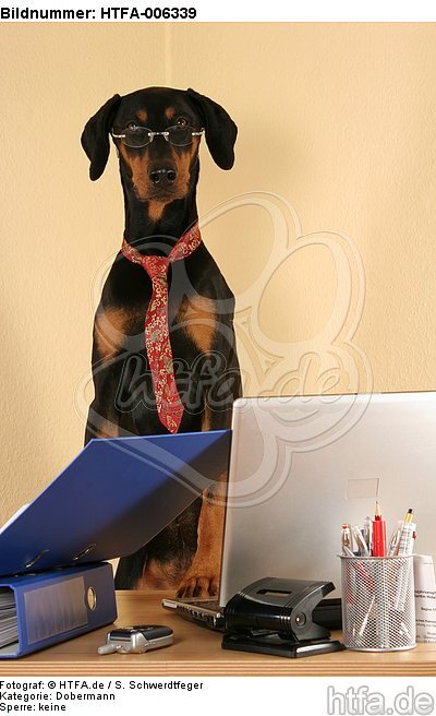 Dobermann / doberman pinscher / HTFA-006339