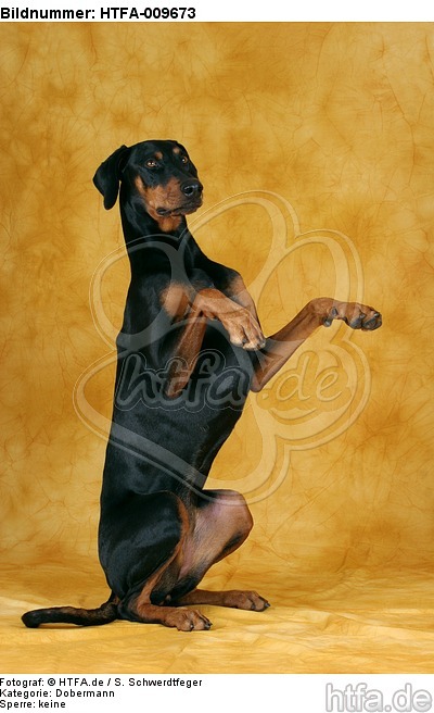 Dobermann macht Männchen / Doberman Pinscher shows trick / HTFA-009673