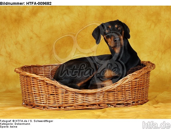 Dobermann im Körbchen / Doberman Pinscher in basket / HTFA-009682