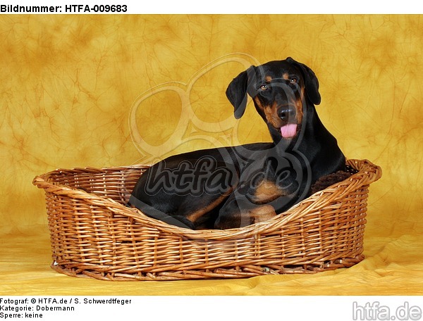 Dobermann im Körbchen / Doberman Pinscher in basket / HTFA-009683