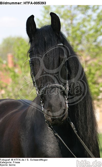 Friese / frisian horse / HTFA-005393