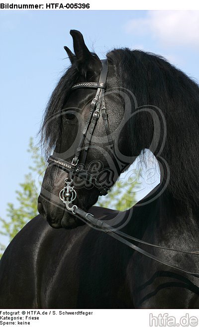 Friese / frisian horse / HTFA-005396