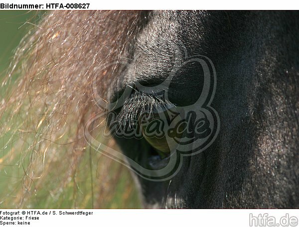 Friese Auge / friesian horse eye / HTFA-008627