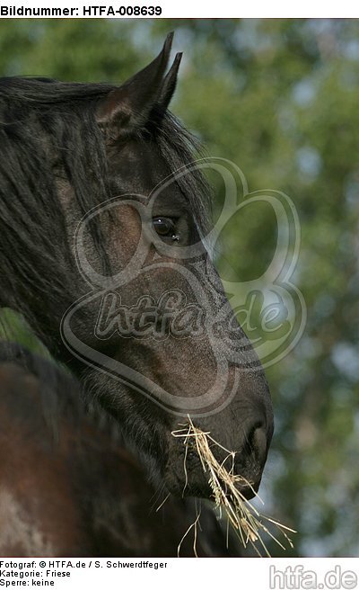 fressender Friese / eating friesian horse / HTFA-008639