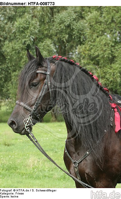 Friese Portrait / friesian horse portrait / HTFA-008773