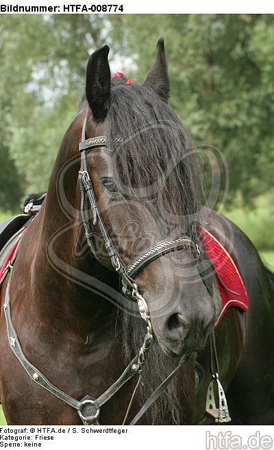 Friese Portrait / friesian horse portrait / HTFA-008774