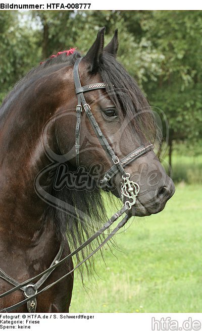 Friese Portrait / friesian horse portrait / HTFA-008777