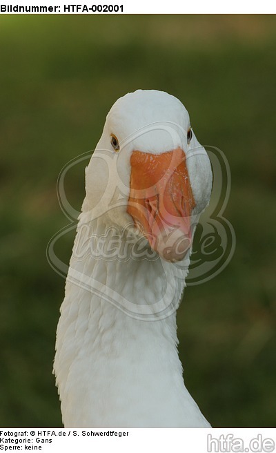 Gans / goose / HTFA-002001