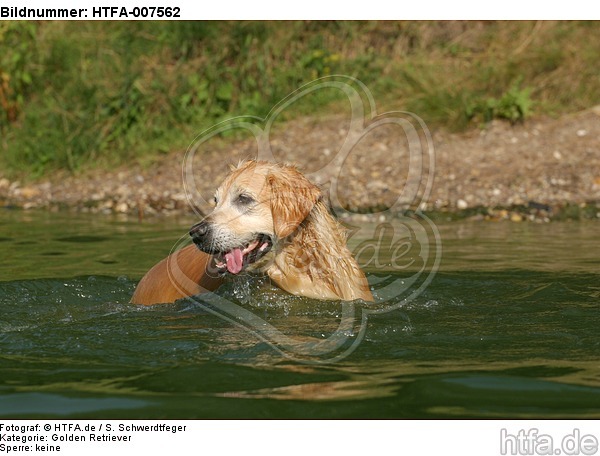 Golden Retriever / HTFA-007562