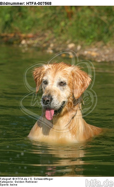 Golden Retriever / HTFA-007568