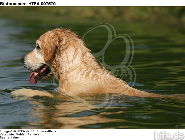 Golden Retriever / HTFA-007570