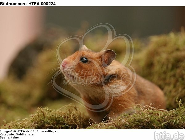neugieriger Goldhamster / curious golden hamster / HTFA-000224